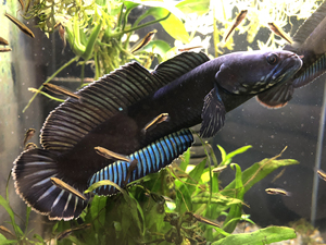 阿萨姆雷龙鱼苗