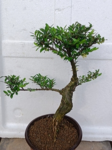 亮叶忍冬熟桩盆景,已开花结紫果包邮