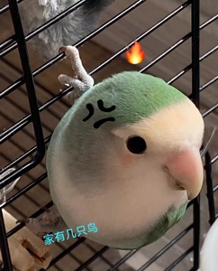 绿金顶牡丹鹦鹉合法牡丹绿银顶牡丹鹦鹉
