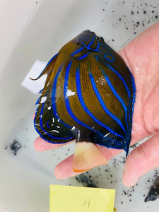 白尾蓝环神仙海水鱼
