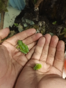 雨蛙华西树蛙宠物到手可繁殖   一组5只100包邮尽量给蛙友