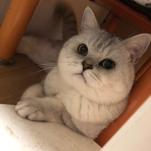 英短银渐层公猫借配种  是配种不是卖猫咪～～～猫咪是自己家养
