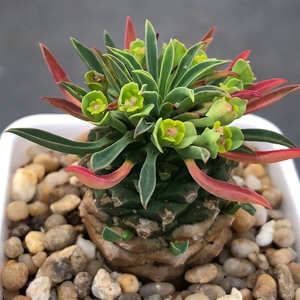 铁甲麒麟又叫菠萝头,年份足的肥圆开花株,一物一拍.