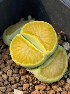 生石花绿菊纹章 6颗7头 买来1万多的苗子 带成母本了