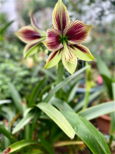 朱顶红凤蝶,侧球2～3厘米/9元,开花规格球38元一个,月神