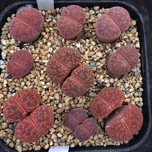 岛田酒红紫勋生石花