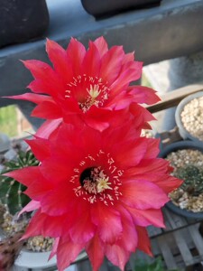 饮血红仙人球,挺正的大红色,只有三个带根侧球,2公分多点,5