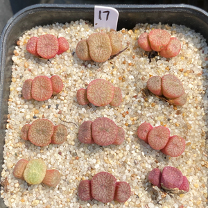 流水铜壶sb785三头小群肉锥打包出  粉色流水铜壶 打包出