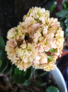 长寿花摩尔大小如图,天津塘沽欧美风情小镇自提.