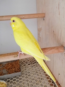 虎皮鹦鹉黄红眼