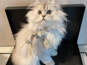 朋友送的金吉拉猫,现在没时间养了