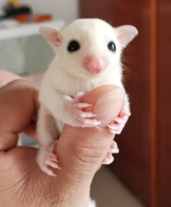 东莞长安镇厦岗社区出一只蜜袋鼯纯白弟弟包子脸1200