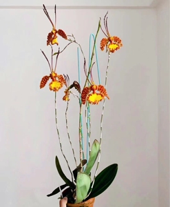 魔鬼文心兰-淘宝拼多多热销魔鬼文心兰货源拿货 - 阿里巴巴货源