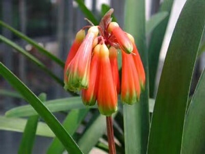 有茎君子兰 纯种南非有茎,进口种子,一年苗,红花每棵150