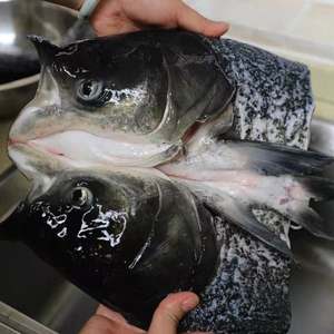 29元2斤包邮淡水鱼花鲢鱼头生态胖头鱼头新鲜大头鲢鱼现杀野生