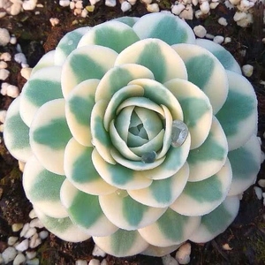 富士多肉一物一拍