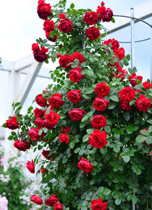 佛罗伦蒂娜/佛罗伦萨月季花,它是一款来自德国的藤本月季,它的