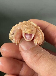 白化佛鳄苗,100%纯种极品[得意][得意]