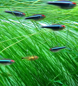 黑莲灯鱼黑灯管草缸小型热带鱼 完美发色大号2.5cm10条