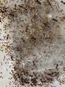 同巢广西纯伊大头蚁5后500工蚁