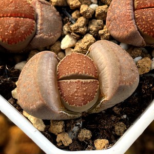 生石花c229a臼典玉