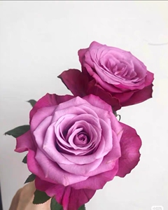 波斯王子切花玫瑰     肯尼亚新品从外瓣的紫色完美过度到粉
