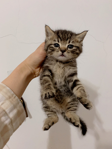 中华田园猫幼猫 梨花猫 宠物猫 家养小型宠物