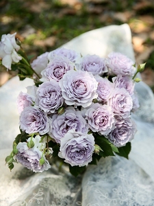 小乔月季园 霁色 天狼自育新品