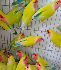 蓝腰黄桃鹦鹉青年鸟 图1长大之后的样子 非常漂亮价格实惠 包