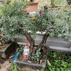 家养熟桩护山棘麻梨疙瘩小叶鼠李