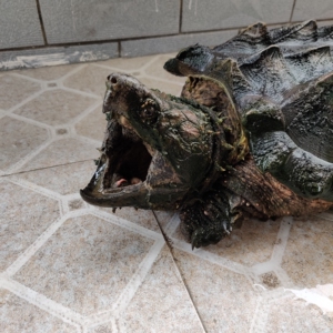 家养大鳄龟 真鳄龟 10年买的苗子  ,养到现在22斤8两.