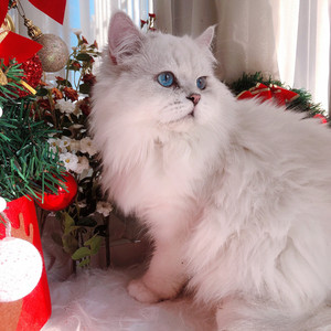 长毛银点猫银点英长猫借配,12斤大个头长毛银点种公,毛量很足