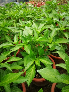 朝天椒苗辣椒苗一盆2棵16元包邮带花苞