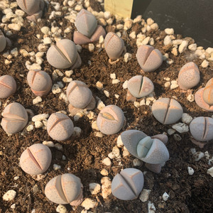 x～肉锥生石花系列,春桃属混播妖玉幻玉魔玉春桃玉不挑,要的多