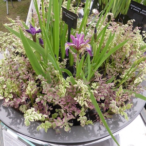 花叶水芹"火烈鸟",出售规格为十二厘米盆栽苗.可作为挺水植物