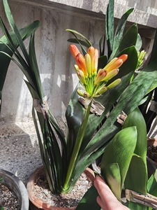 000人付款淘宝君子兰,青岛大叶,青岛大叶君子兰,青岛大刀君子兰,鑫