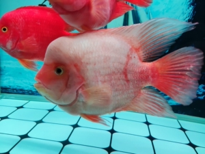 出售金刚财神鹦鹉鱼,23,4厘米,我这白缸养不红,老是欺负小