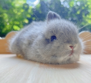 金吉拉双血侏儒兔弟弟