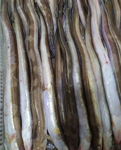 大连当地渤海湾野生海鳝鱼 七星鳗鱼 鳗琳鱼 沙鳗鱼 海鳗鱼鲜