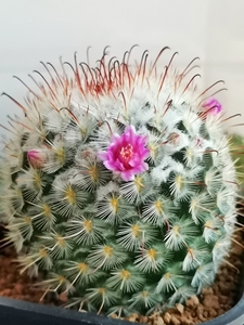 实生丰明玉 丰明丸 仙人球 冠幅7 粉花拉丝 单棵不包邮