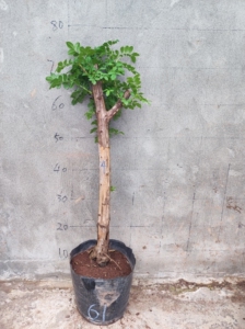 刺梨微盆景老桩小品,带营养钵发货,售出不退不换,只包到手鲜活