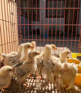 婆罗门鸡苗,梵天鸡,巨型鸡,世界最大的鸡.脱温苗50元1只