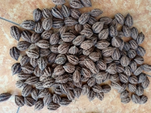 一棵树上的野生秋子,野生山核桃,容易配对,1元一个,二手物品