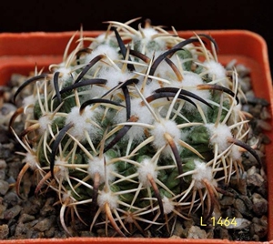 【进口】顶花球属 钢钉 仙人球 种子 20粒