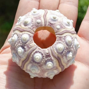 海螺贝壳海胆   尺寸5～6厘米  满20元包邮除新疆西藏