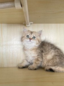 长毛金虎斑,便宜出,金色金吉拉,金虎斑,虎斑猫,金吉拉猫,目