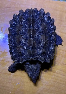 大鳄龟苗便宜出520买的白金大鳄变黑了有点错甲