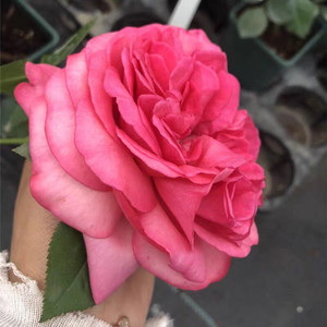 伊芙华尔兹月季