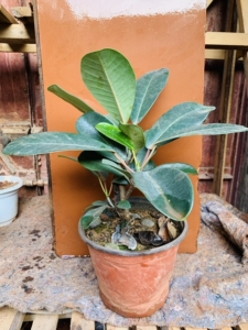 大叶榕树吸水石