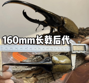 独角仙一公一母